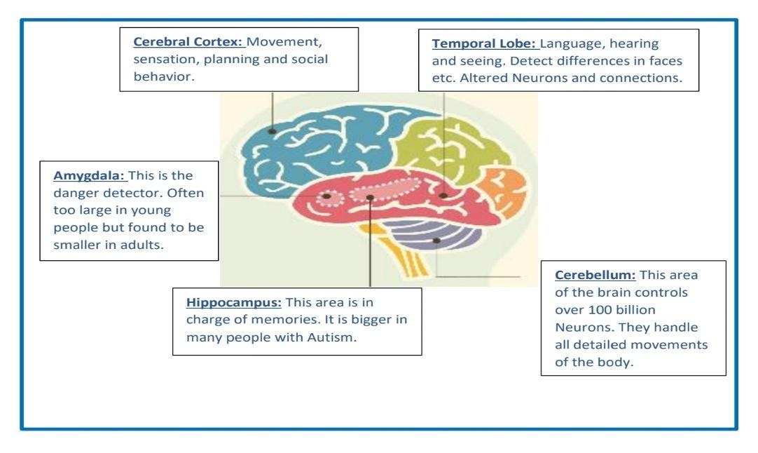 The Complexity Of The Brain – Autism Awareness